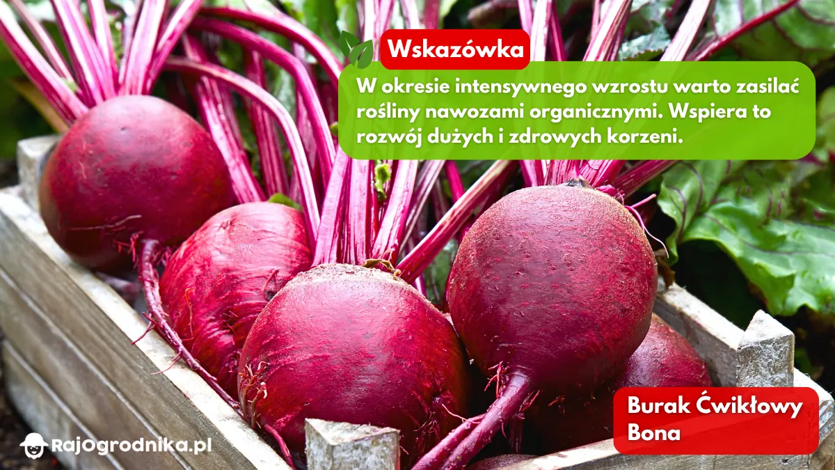 Burak-ćwikłowy-bona-w-ogrodzie-blog-sklep-rajogrodnika